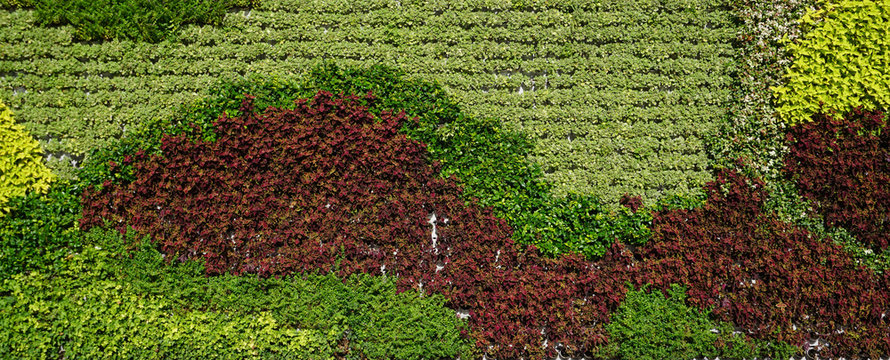 Variety of plants in vertical garden texture