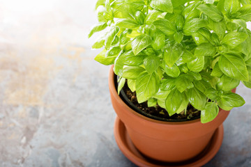Fresh green basil in a pot