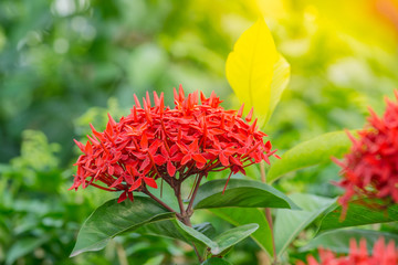 Ixora coccinea , jungle geranium