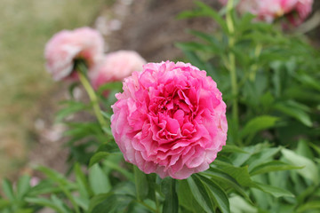 Blooming pink Peony