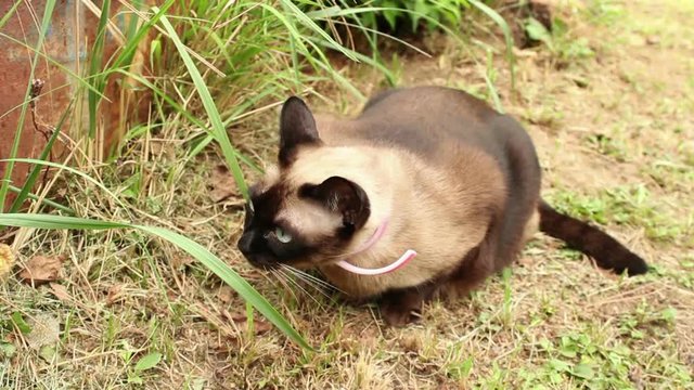Siamese cat vomiting grass and fur; this is common behavior of domestic cats; 