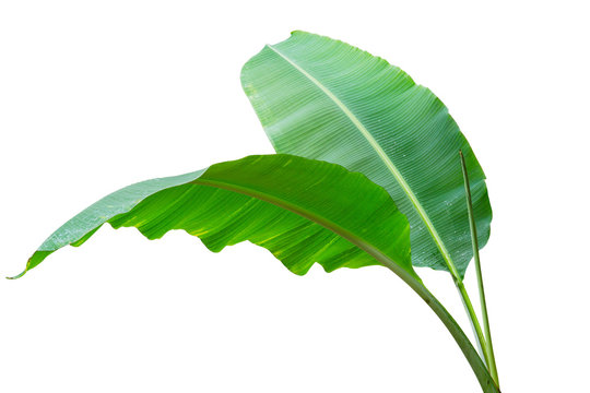 Fototapeta Banana leaf Wet isolated on white background. File contains a clipping path.
