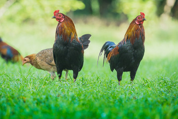 close up portrait of bantam chickens, poultry