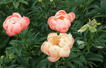 Three pink peonies