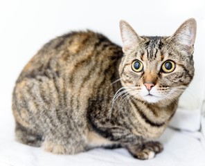 Homeless cat needs a forever home