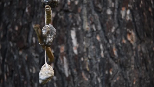 Kette aus H&uuml;hnerg&ouml;ttern und Treibholz schwingt im Wind vor einem Baumstamm