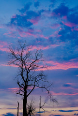 Silhouette of dried tree with twilight sky