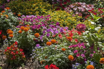 Flower bed with different colored flowers as natural background