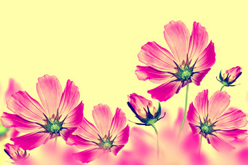 Fototapeta na wymiar colorful bright flowers cosmos isolated on yellow background