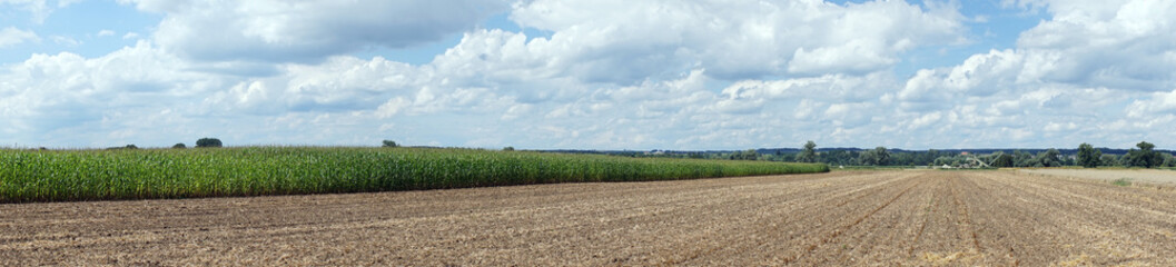 Corn field and plowed land