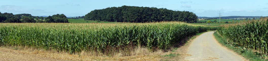 Corn field and road
