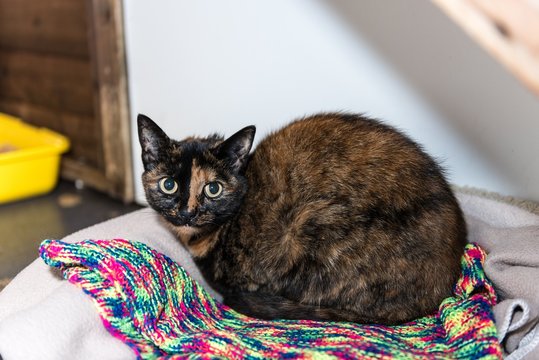 Homeless cat needs a forever home