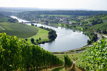 Fototapeta premium Vineyard on the river