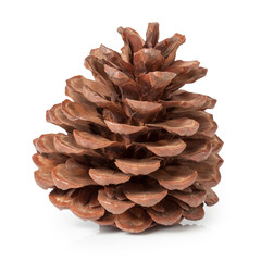 Pine Cone Isolated on White Background with Clipping Path