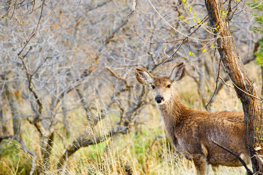 Fototapeta Mule Deer Frolicking on a Colorado Spring Afternoon