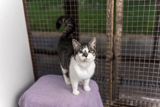 Homeless cat needs a forever home