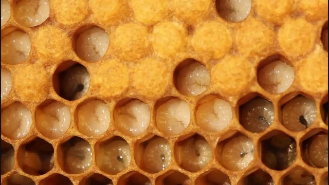 Birth of a new life in the colony of bees.
Images show larvae of bees of all ages.

