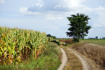 Fototapeta na wymiar Track and corn field