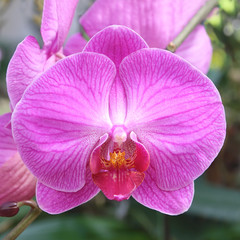 Close-up of pink orchid phalaenopsis. Bouquet of flowers orchids