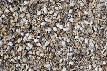 Shell snail