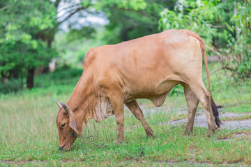 Asian bloodline cow in tropical field