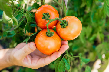 man hand tearing red tomato
