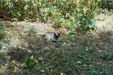 брошенный кот