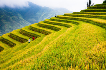 Rice fields on terraced of Bac Yen, Son La, Vietnam. Rice fields prepare the harvest at Northwest Vietnam