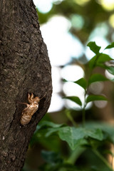 Cicada slough