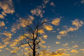 Fototapeta na wymiar Silhouette of dried tree with nice sunset sky