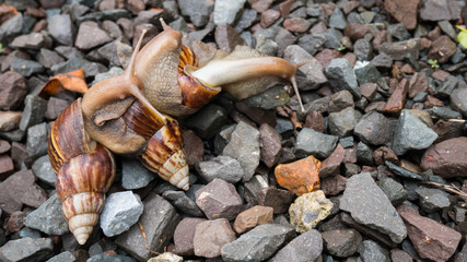 Snail family wark in the garden with sun light