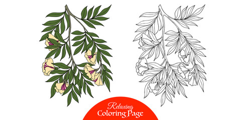 Vintage decorative flowers. Adult coloring page with colored sample.