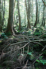 富士山の原生林