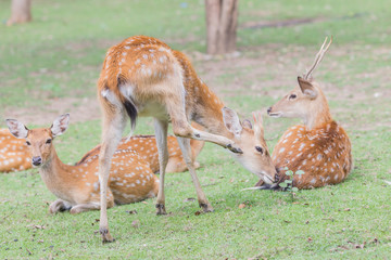 Whitetail deer fawn still in spots on a grassy field