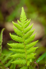Fern leaf close-up in green forest.