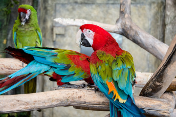 Green-winged macaw sitting on a branch
