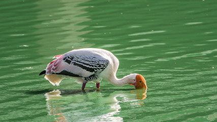 Beautiful yellow billed stork with its head almost submerged in water looking for fish.