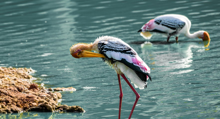 Beautiful yellow billed stork perching in water