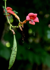 vine campsis with the pod of his flower, flying bee
