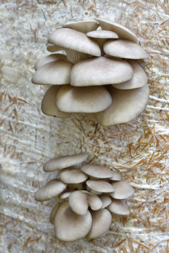 Oyster Mushrums (Pleurotus ostreatus) cultivated on straw. Growing Mushrooms at Home. Close up, selective focus.
