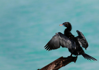 Young cormorant bird perching on drift wood drying its wings