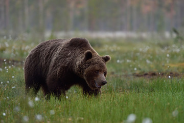 big male brown bear in the bog at sunrise early in the morning