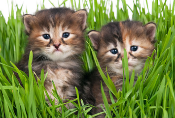 Cute little kittens
