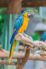  parrot bird sitting on the perch