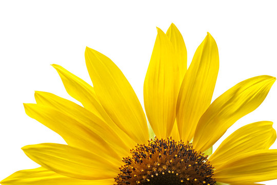 blooming yellow sunflowers on a white background isolate