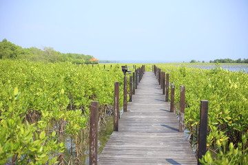 Mangrove trees of Thung  Prong Thong forest in Rayong at Thailand