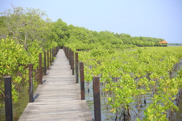 Mangrove trees of Thung  Prong Thong forest in Rayong at Thailand