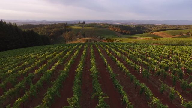 Aerial View Of Vineyard, Willamette Valley Oregon