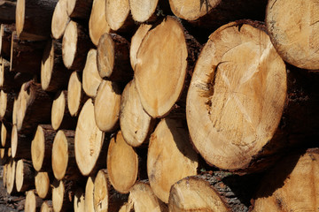 Holzstapel im Lechtal. Tirol