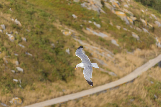 Herring gull flying in Cies Islands (Pontevedra, Spain).